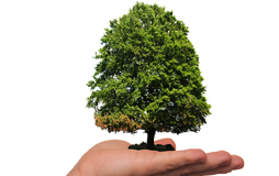  save tree